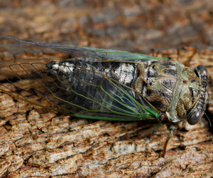 Adult cicada (Neotibicen canicularis) - Green wings indicate annual "dog-day" species